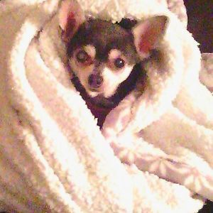 Meet your Posher, Rose